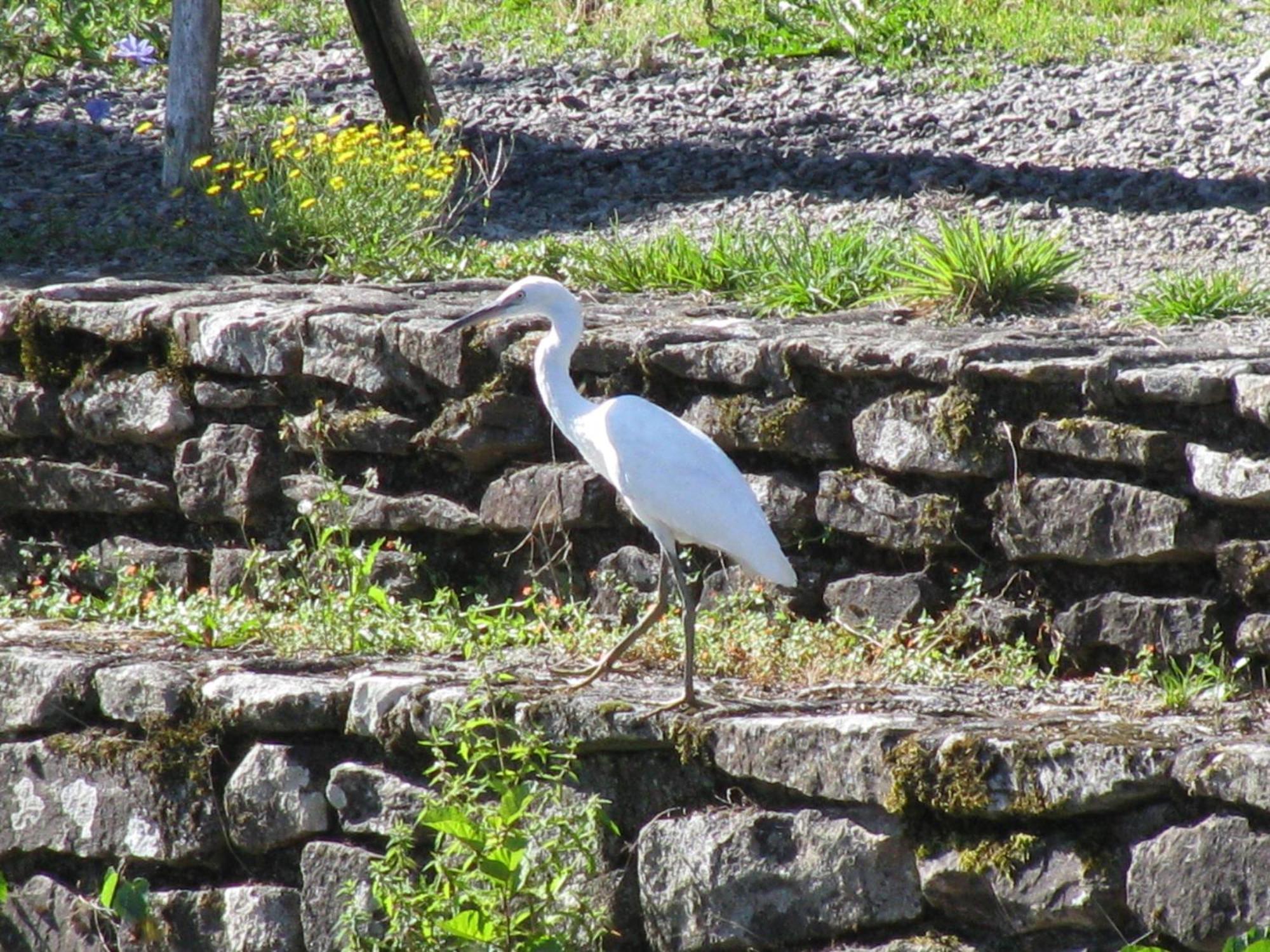 River Cottage Balledent Eksteriør billede