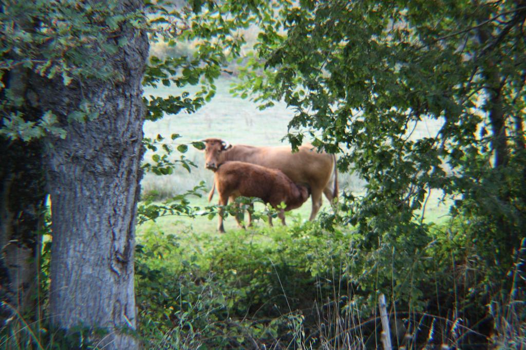 River Cottage Balledent Værelse billede
